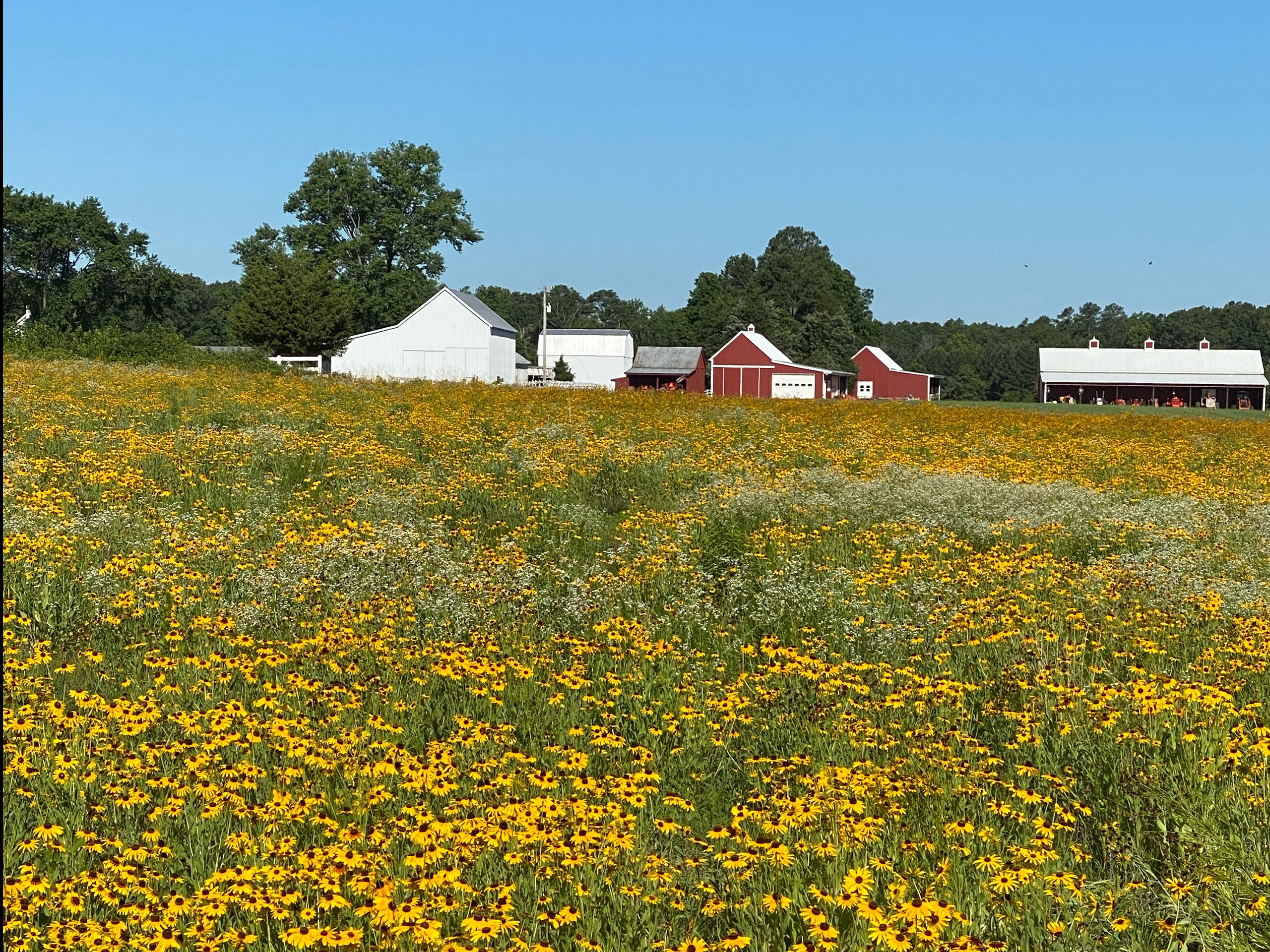 field of native wildflowers with barn in background