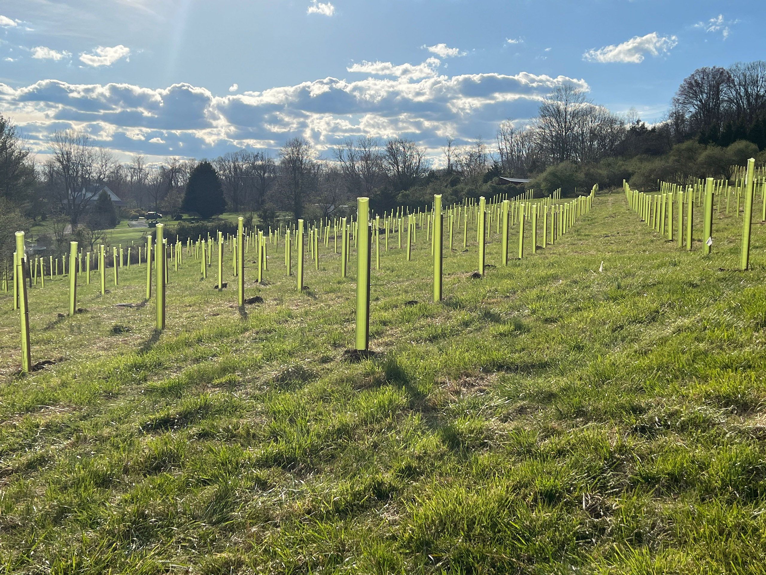 Vigilis tree shelters in the sun